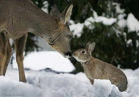 Animal Friendship