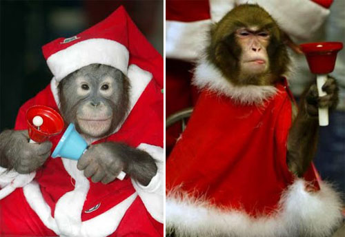 Christmas Celebration for Animal