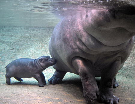 Baby Animal Photos on Baby Hippopotamus Walks Underwater Picture Funtasticus