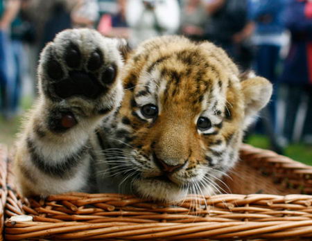 Baby Tiger in the basket Picture: Funtasticus