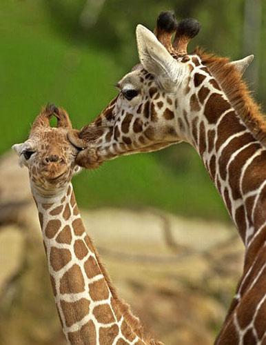 Funny Giraffe-Look at its tongue!