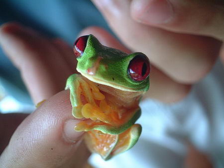 red-eye tree frog (wiki)