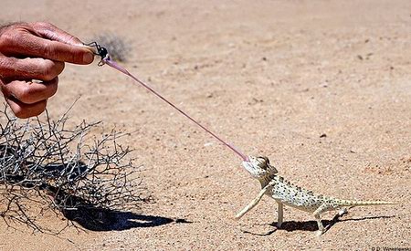 Amazing Moment of Vivid Animals