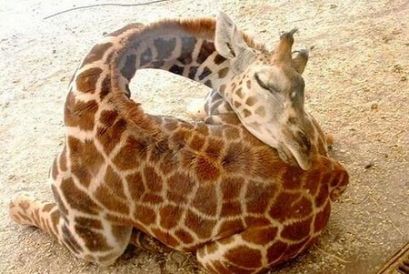 Amazing Moment of Vivid Animals