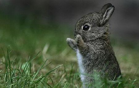 Amazing Moment of Vivid Animals