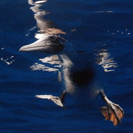 Amazing Moment of Vivid Animals