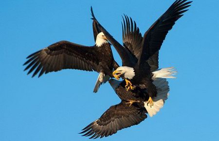 Amazing Moment of Vivid Animals