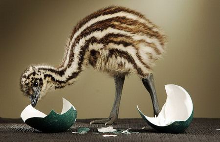 Amazing Moment of Vivid Animals