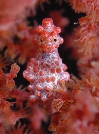 Pygmy seahorse on lobster wall. Image Credit: Vickie Coker