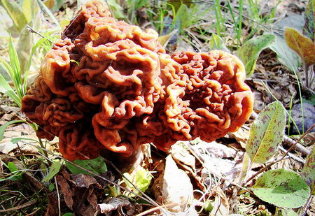 poisonous mushrooms cast