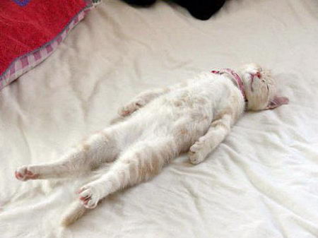 funny photos of cat's sleeping position