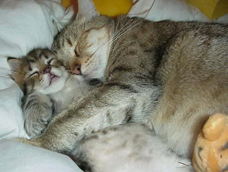 Foto lucu posisi kucing tidur