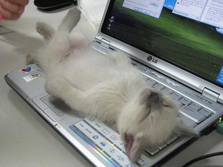 funny photos of cat's sleeping position