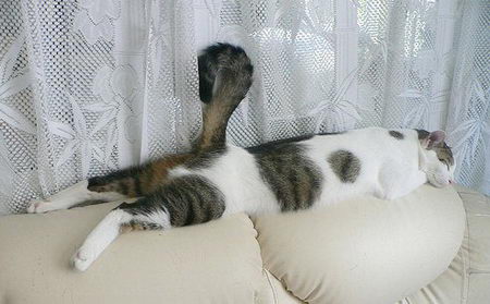 funny photos of cat's sleeping position