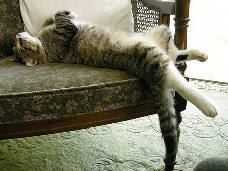 Foto lucu posisi kucing tidur