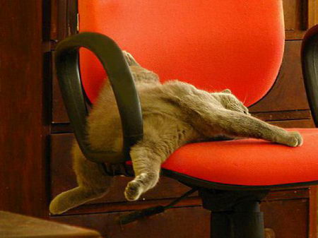 funny photos of cat's sleeping position