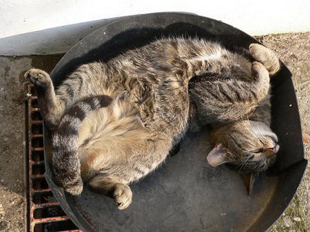 funny photos of cat's sleeping position