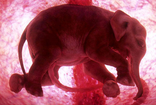 Animals In The Womb - Ground-Breaking Pictures