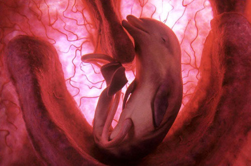 Animals In The Womb - Ground-Breaking Pictures