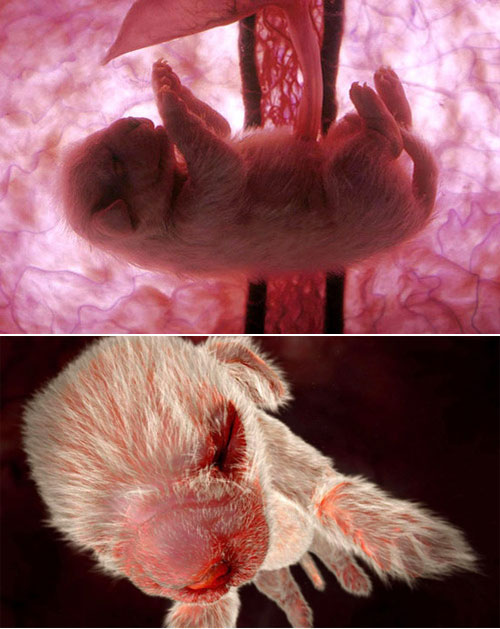 Animals In The Womb - Ground-Breaking Pictures