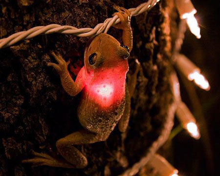 Hungry Cuban Tree Frog Is All Lit Up After Swallowing A