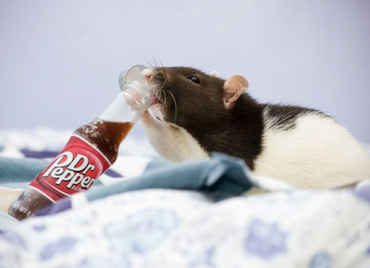 tiny teddy bears for rats