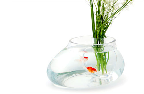 goldfish bowl decorations. Life inside a goldfish bowl