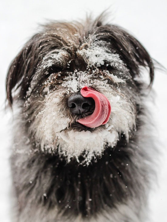 18 Cute Photos of Dog Playing in Snow