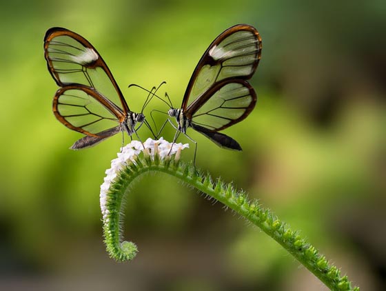 Beautiful Photos of Glasswinged Butterfly