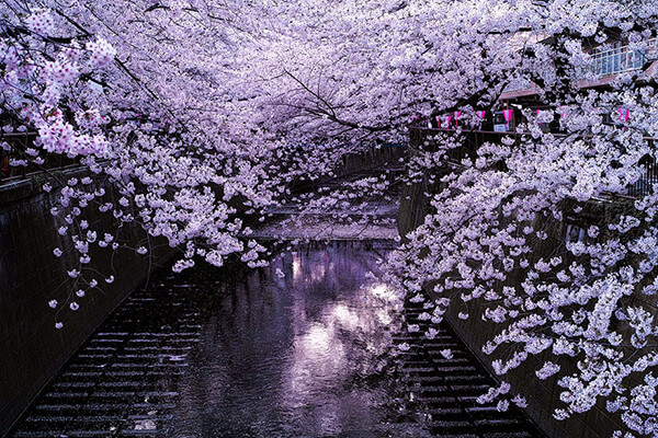 10 Breathtaking Cherry Blossom Photos Taken At Night – Design Swan