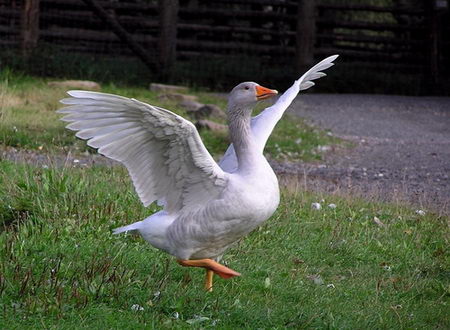 Super Funny Dancing Animals