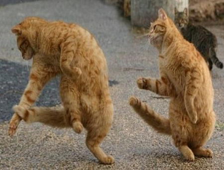 Super Funny Dancing Animals