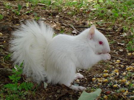 albino animal