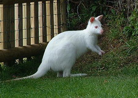 albino animal