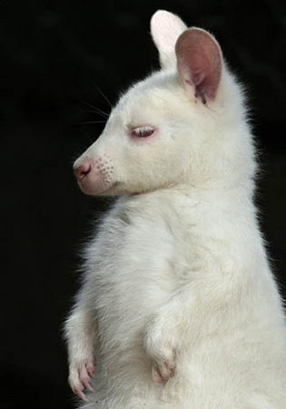 albino animal