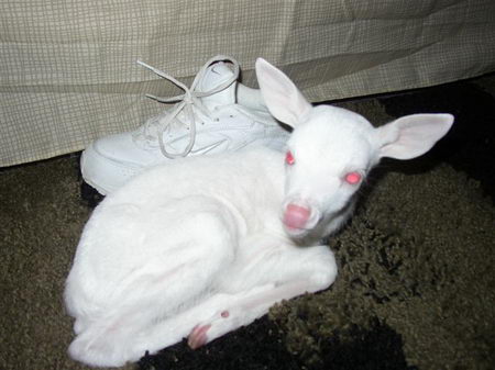 albino animal