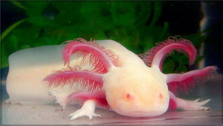 albino animal