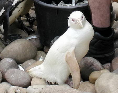 albino animal