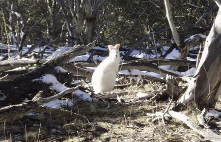 albino animal