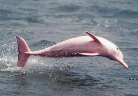 pink albino animals