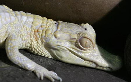 albino animal