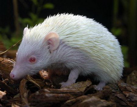 albino animal