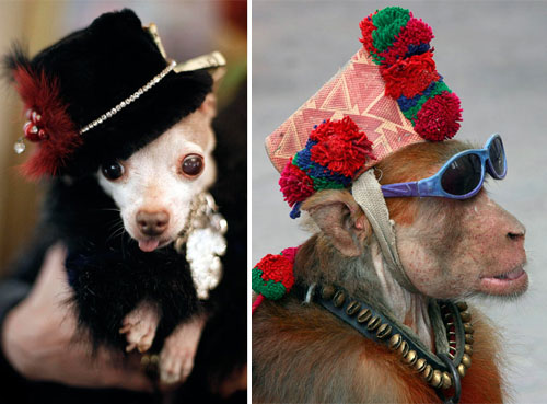 Ready to Dress Up Your Pets?