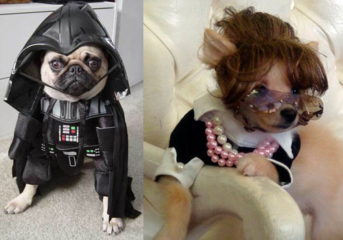 Ready to Dress Up Your Pets?