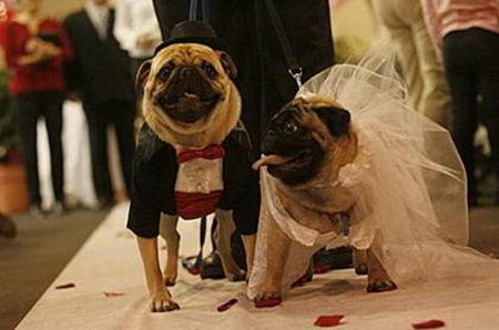animal wedding