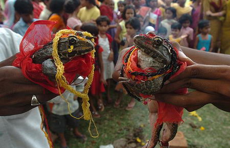 animal wedding