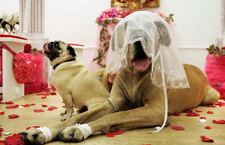 animal wedding