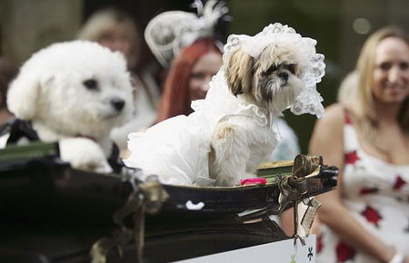 animal wedding