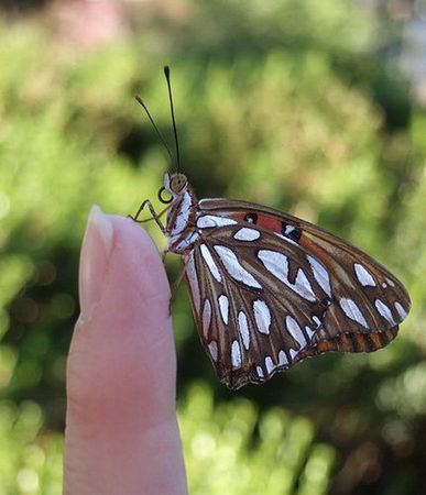 mini tiny animal kingdom