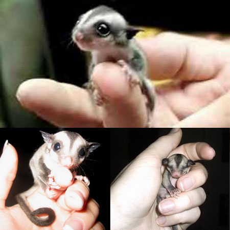 mini tiny animal kingdom